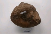 藏品(翁戎螺)的圖片